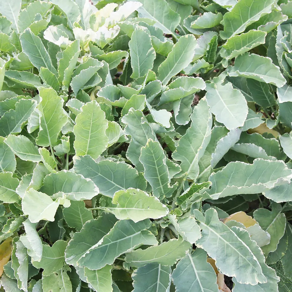 CHOU PERPÉTUEL DAUBENTON AB - PLANT
