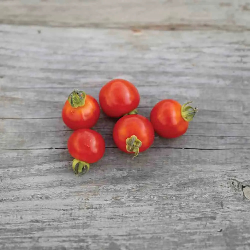TOMATE CERISE AB