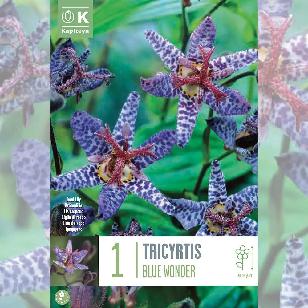 TRICYRTIS BLUE WONDER - LIS ORCHIDÉE