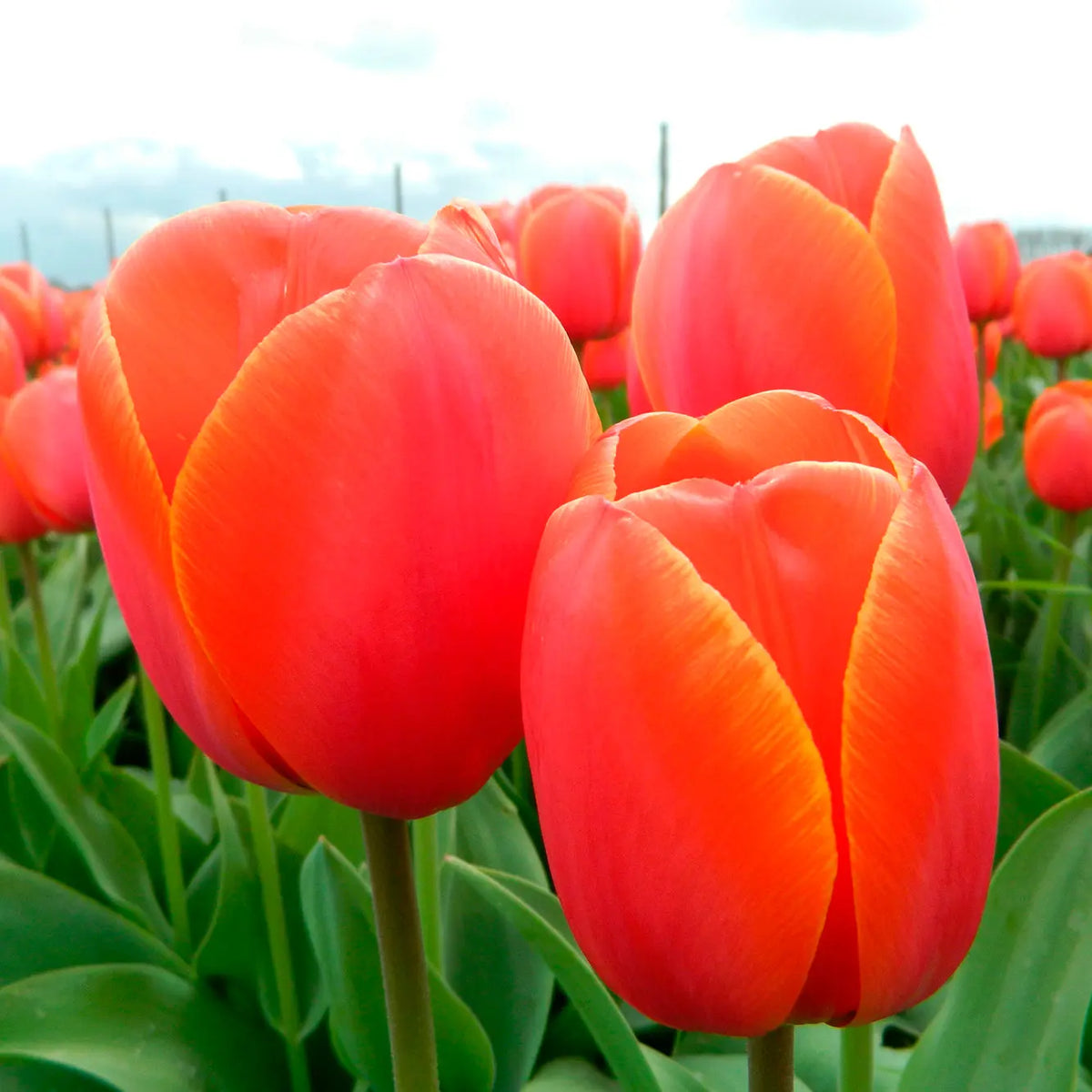 TULIPE AD REM