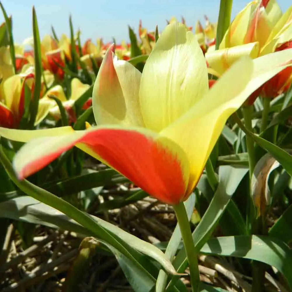 TULIPE CLUSIANA 'TACO' AB