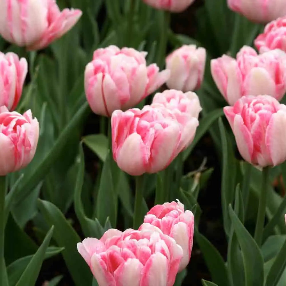 TULIPE DOUBLE HÂTIVE FOXTROT