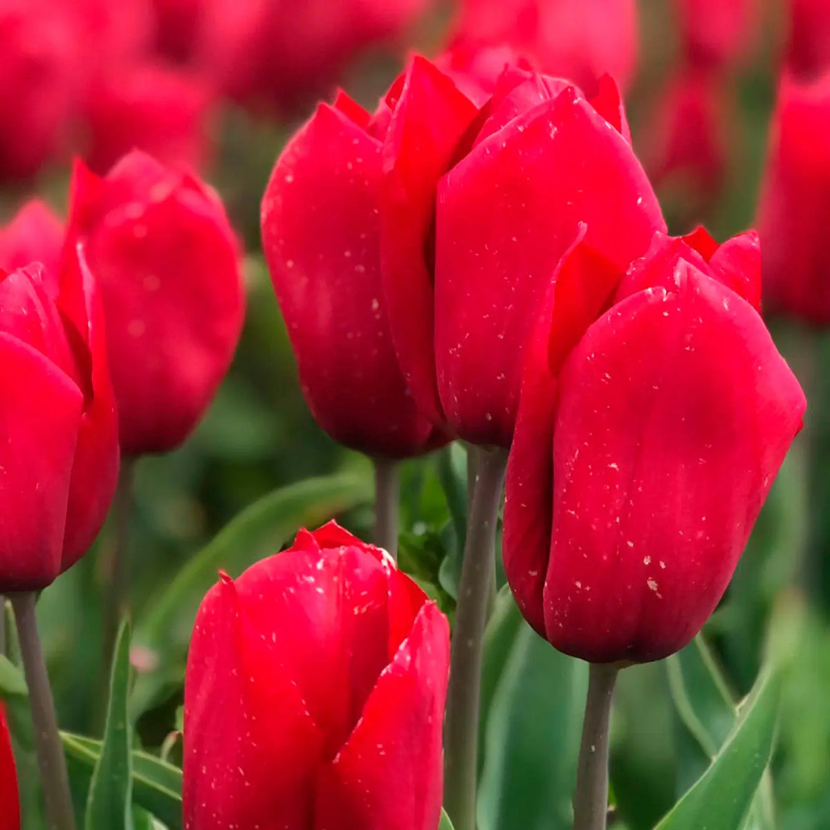 TULIPE STRONG LOVE