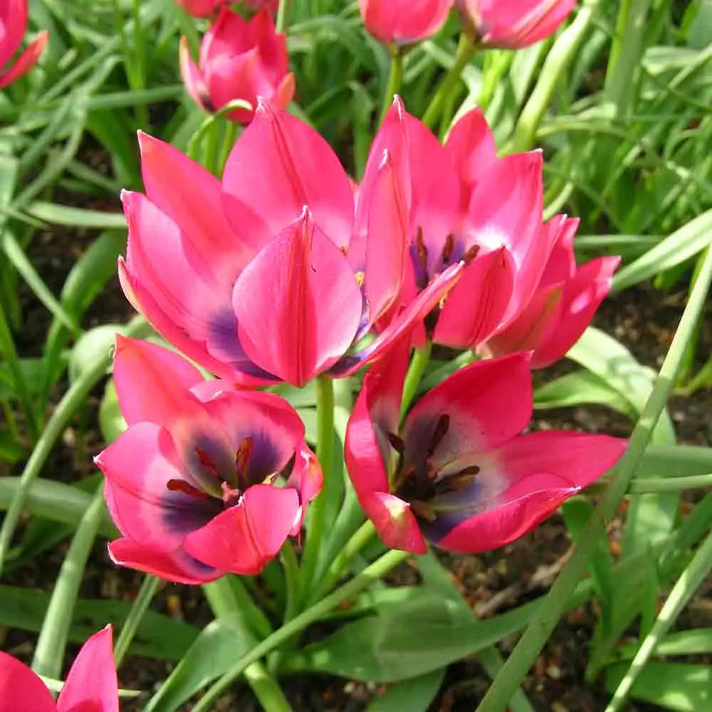 TULIPE 'LITTLE BEAUTY' AB