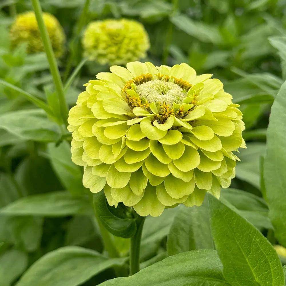 ZINNIA À FLEURS DE DAHLIA GREEN ENVY AB - PLANT