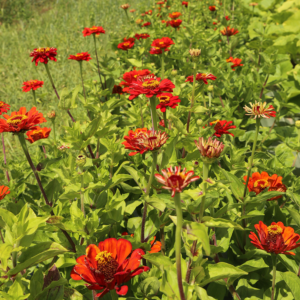 ZINNIA RED BEAUTY AB
