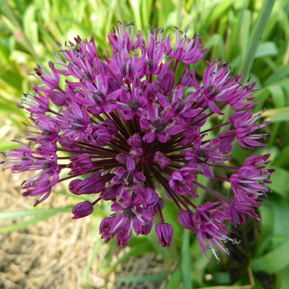 ALLIUM EN MÉLANGE