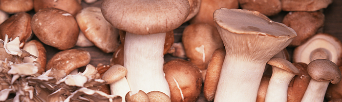 Les champignons