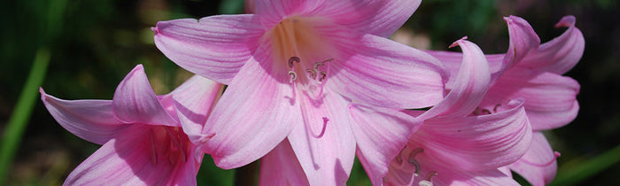 Amaryllis