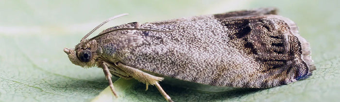 carpocapse