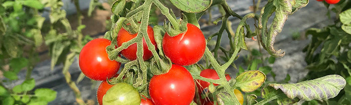 Plant de tomate avec tomates mûres