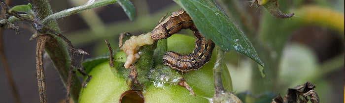 Noctuelle