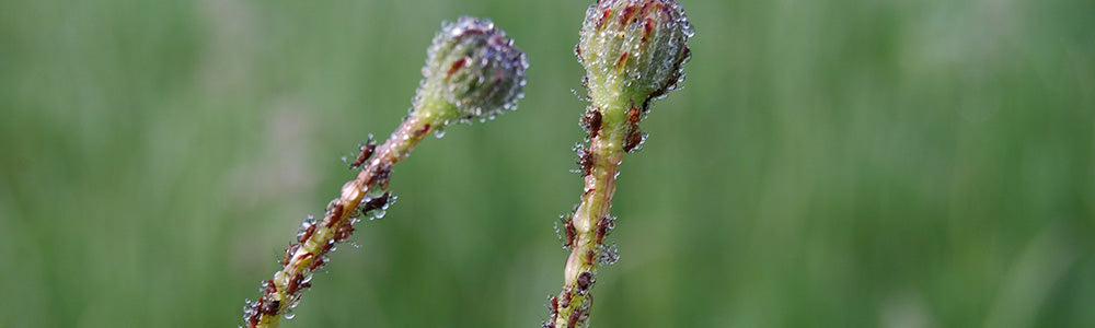 Pucerons sur des boutons floraux