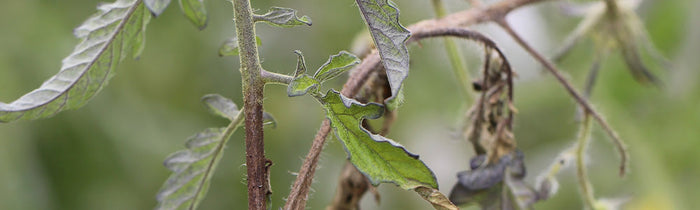 Mildiou sur un plant de tomate