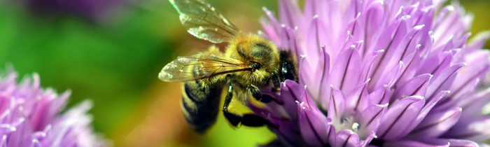 Abeille qui butine une fleur