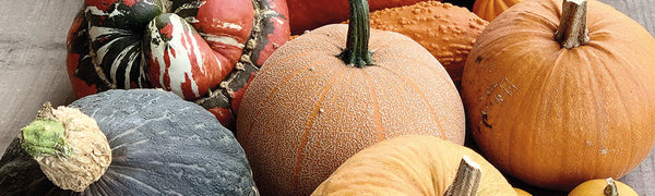 La diversité des courges à la Ferme de Sainte MArthe 