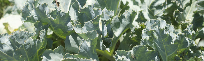 Crambe maritime