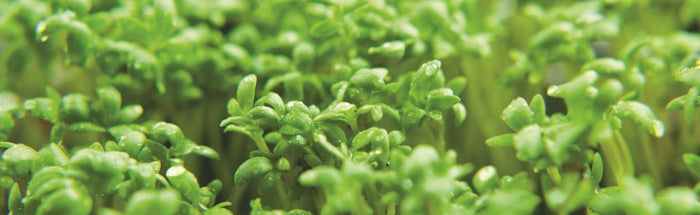 feuilles de cresson alénois