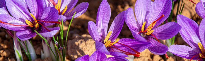 Fleurs de crocus sativus
