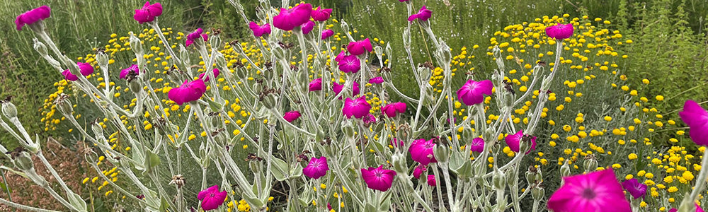 Fleurs de coquelourde