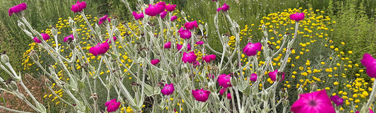 Fleurs de coquelourde