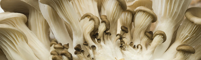 Pleurote