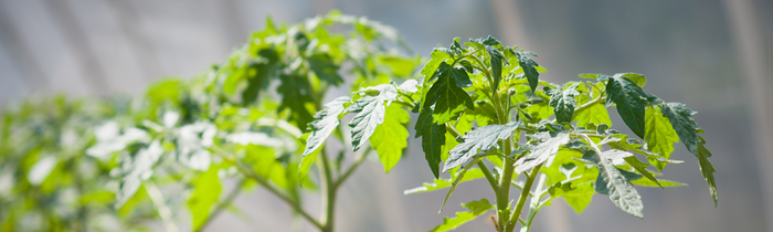 Plants de tomates