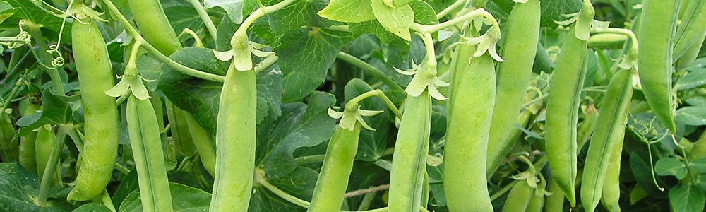 Cosses de petits pois