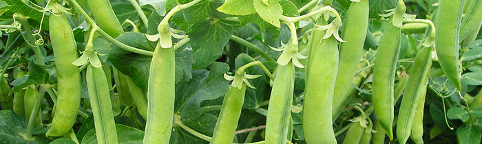Cosses de petits pois