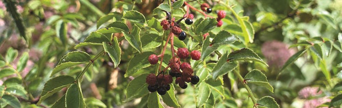Poivrier du Sichuan