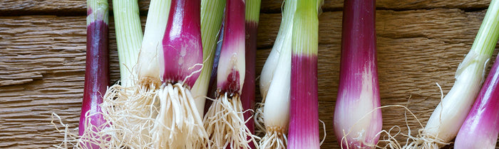 Ciboule