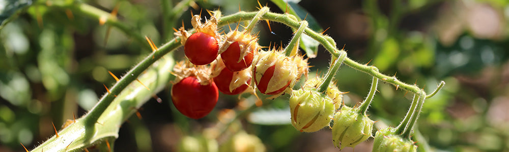 Morelle de Balbis