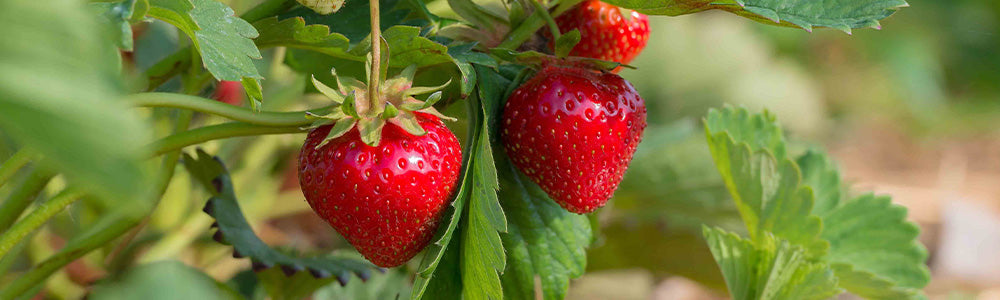Fraisiers 