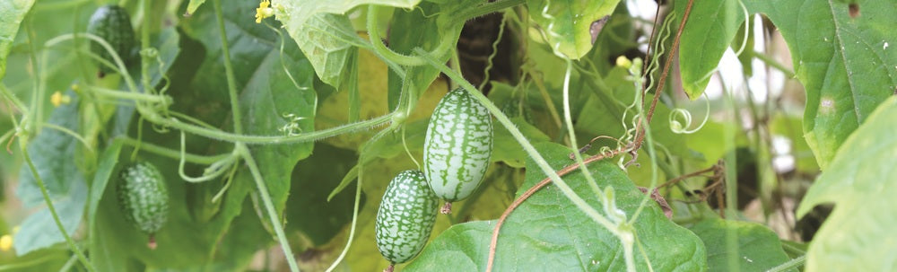 Concombre et cornichon