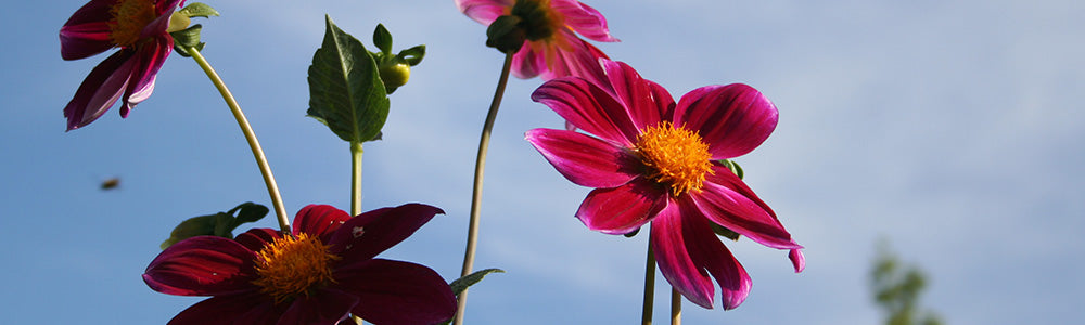 Dahlia