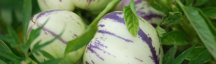 Poire melon