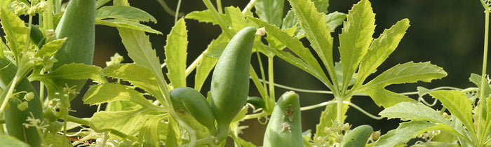 Cyclanthère