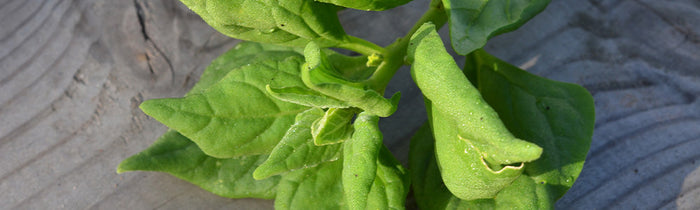 tétragone cornue