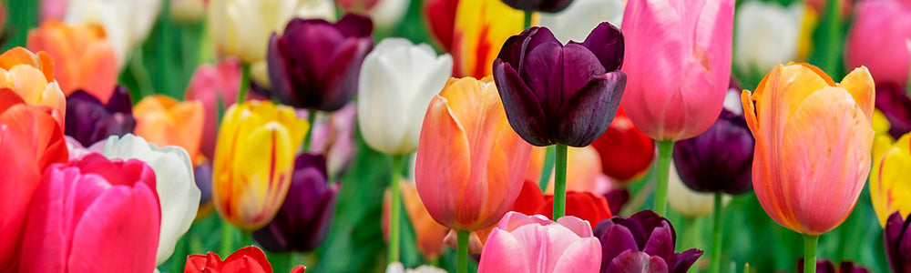 Tulipe