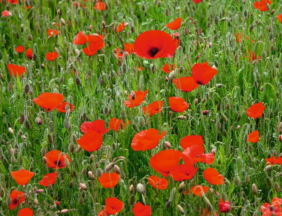 Mohnblume