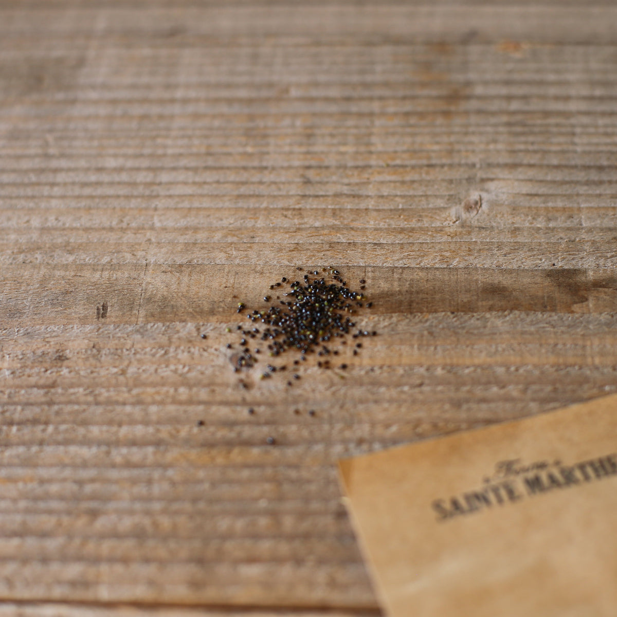 MYOSOTIS DES BOIS NT 