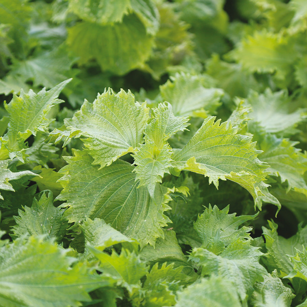 PERILLA VERT OU SHISO AB 