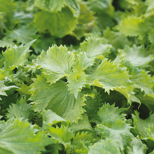 PERILLA VERT OU SHISO AB 