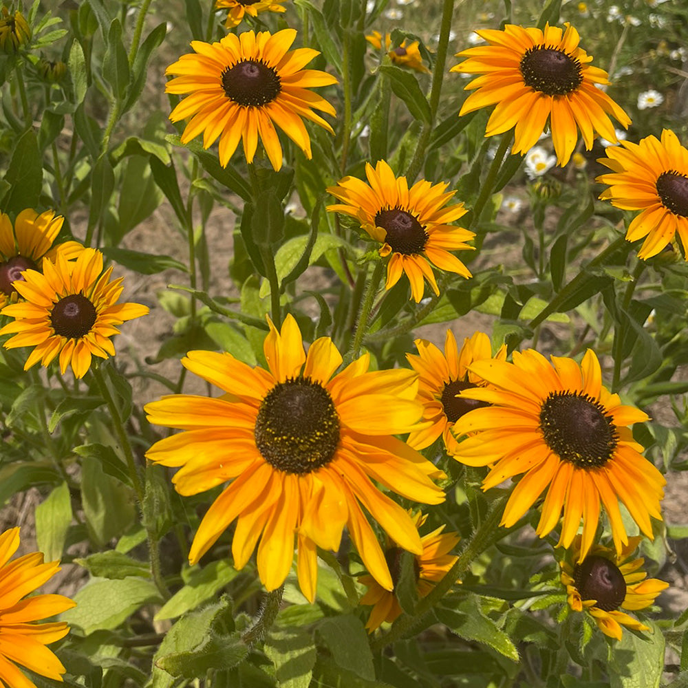 RUDBECKIA MARMELADE AB 