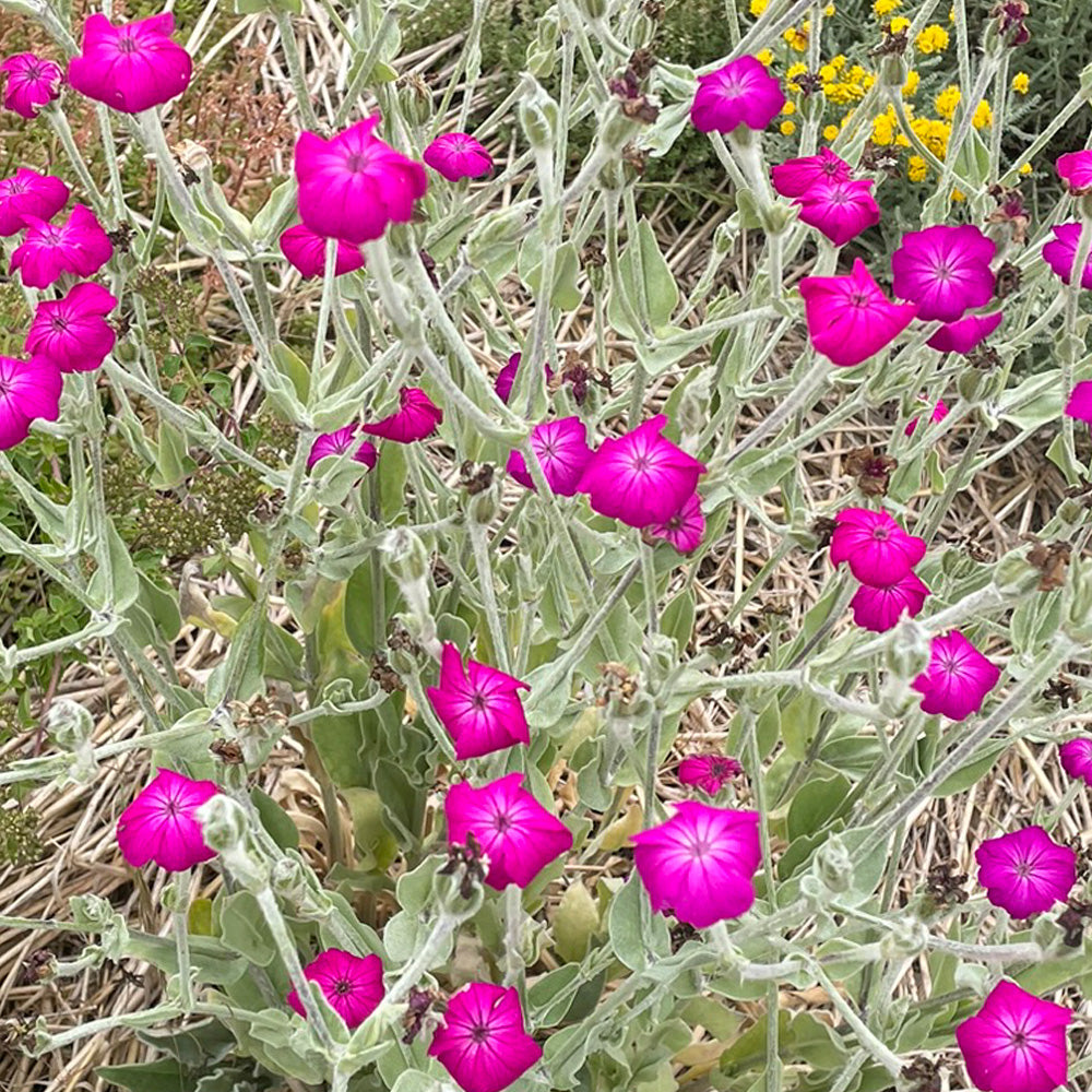 COQUELOURDE DES JARDINS POURPRE AB 