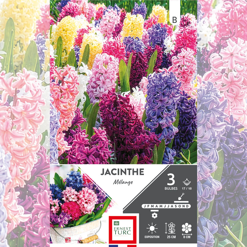 JACINTHES VARIÉES 