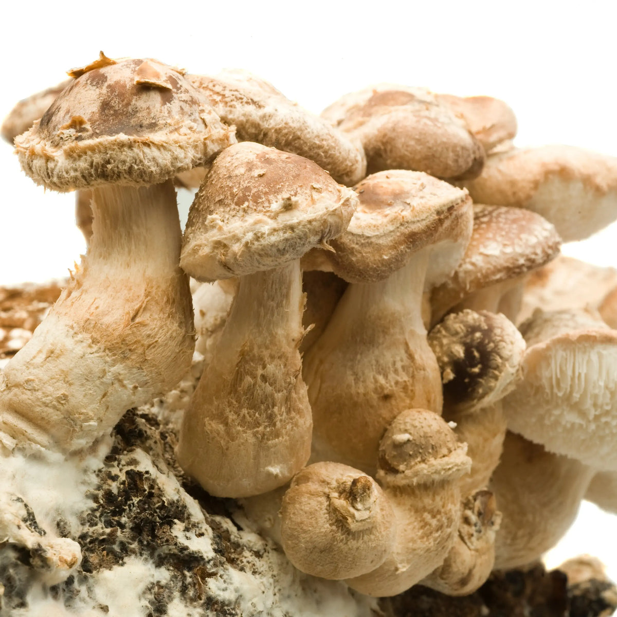 50 CHEVILLES - SHIITAKE AB 