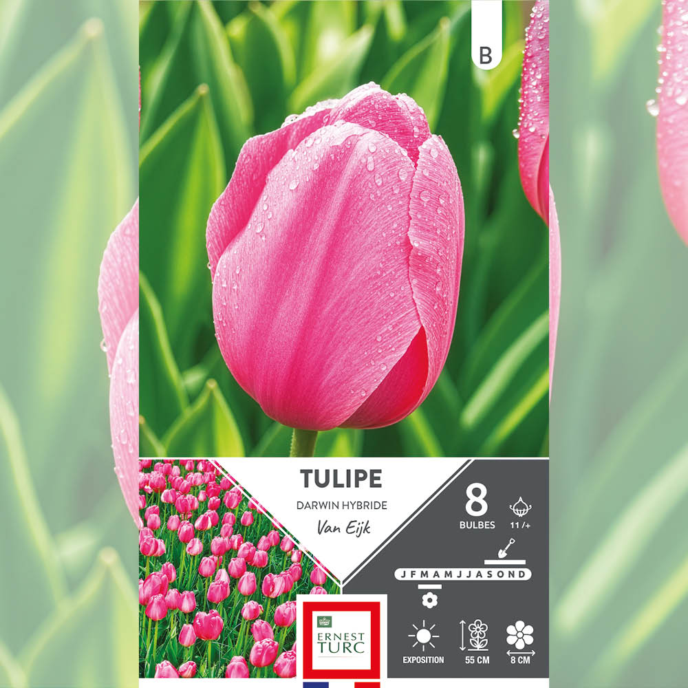 TULIPE DARWIN HYBRIDE VAN EIJK 