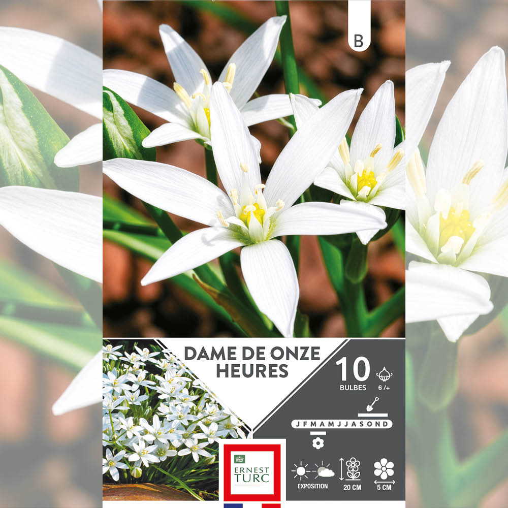 DAME DE ONZE HEURES (ORNITHOGALE UMBELLATUM) 