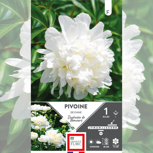 PIVOINE DUCHESSE DE NEMOURS 